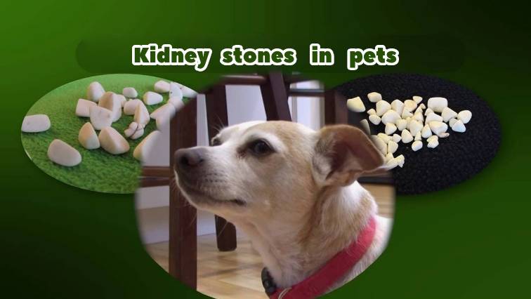 Kidney stones in pets: causes, symptoms and treatment