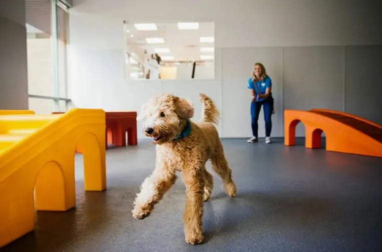  best dog daycare