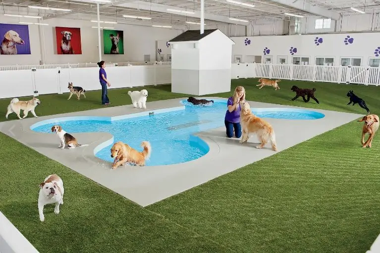 important features for the best dog daycare