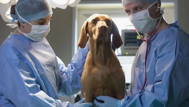 common dog surgeries