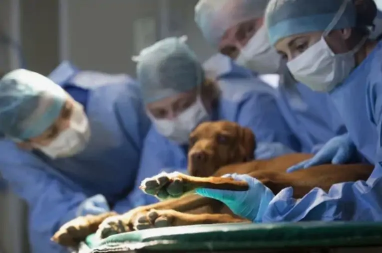 Post-Operative Care for Your Dog