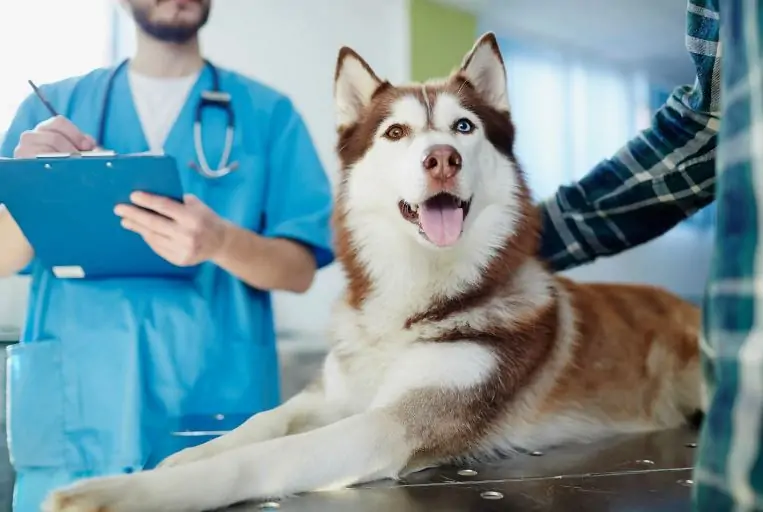 Introduction to Canine Surgical Procedures