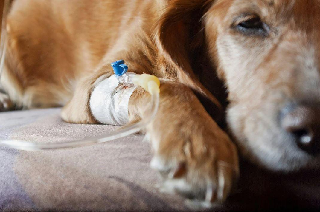 Symptoms of leishmaniasis in dogs