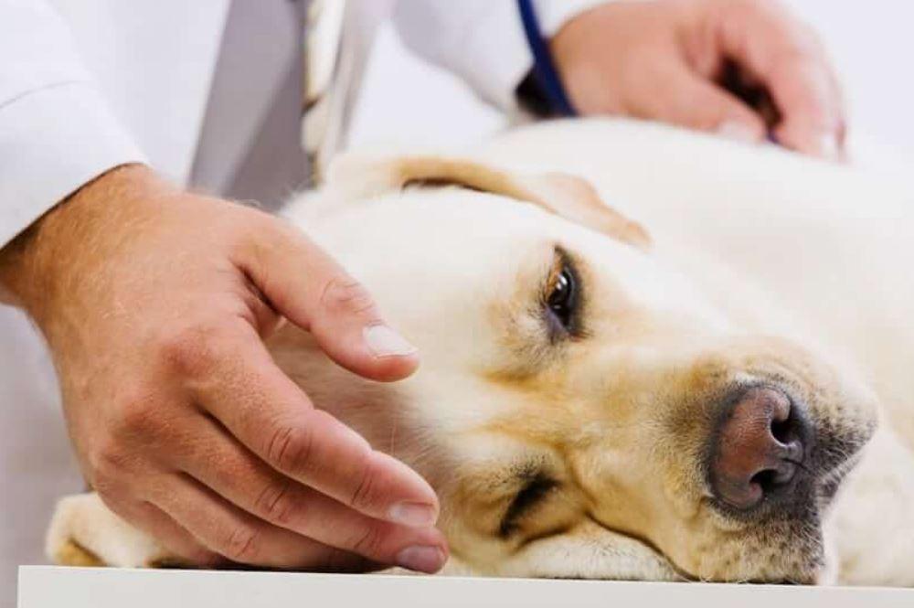 Preventing leishmaniasis in dogs