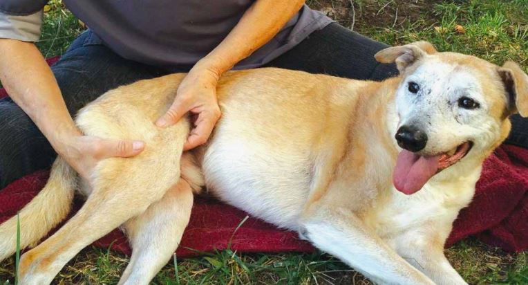 What is arthropathy in dogs?