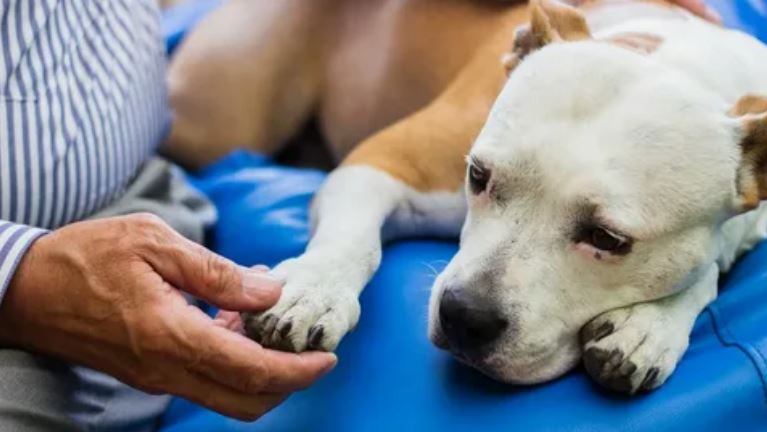 arthropathy in dogs