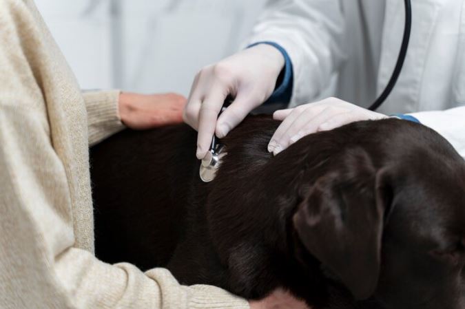 When should a pet with heart failure and pulmonary edema be taken to the vet?