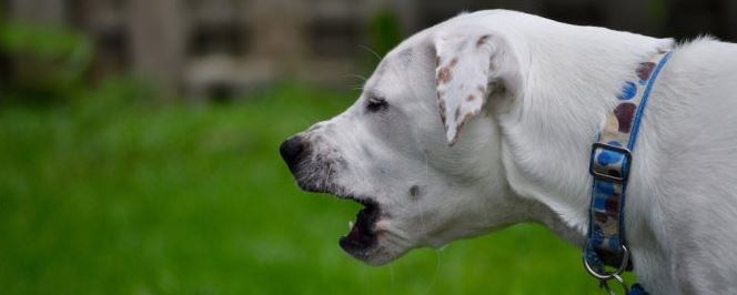 heart failure and pulmonary edema for dogs