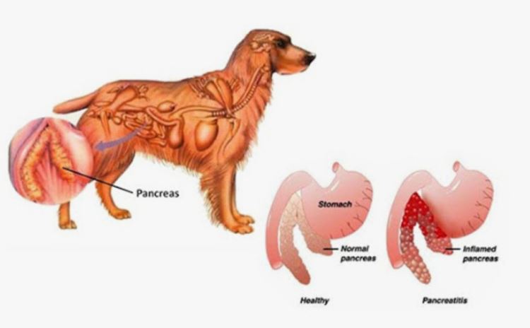 Signs and symptoms of pancreatitis in dogs