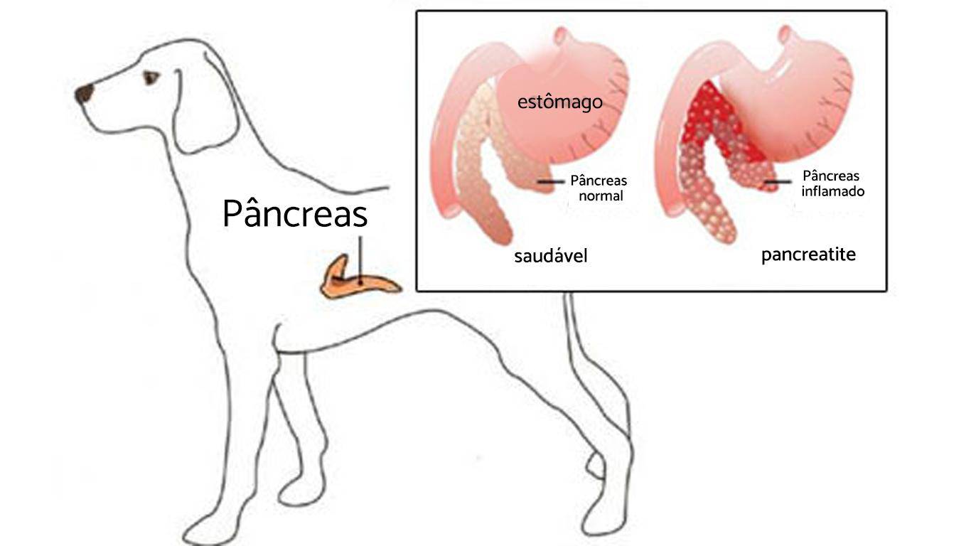 pancreatitis in dogs